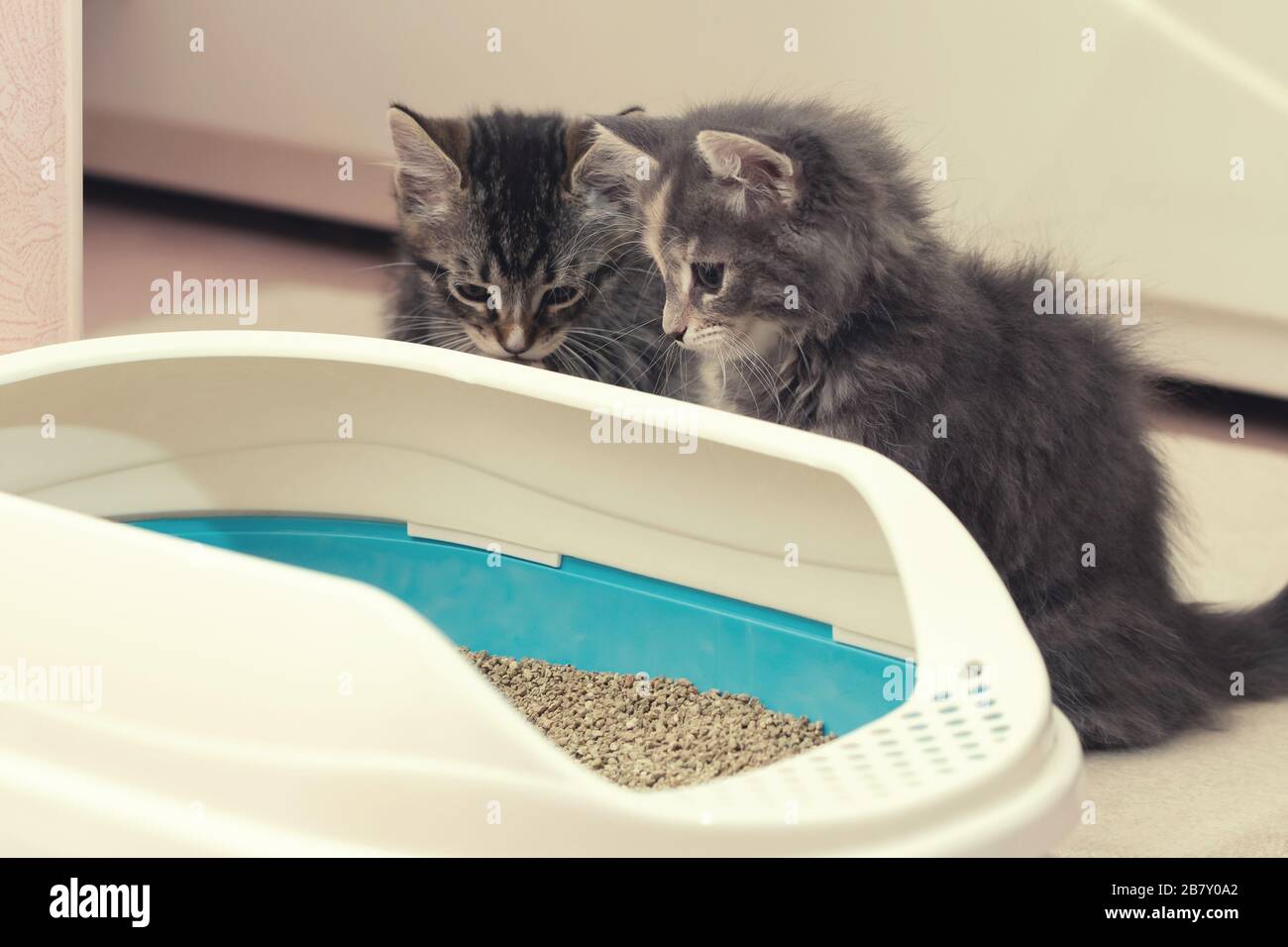 Two cute kittens are sitting near their litter box. Training kittens to