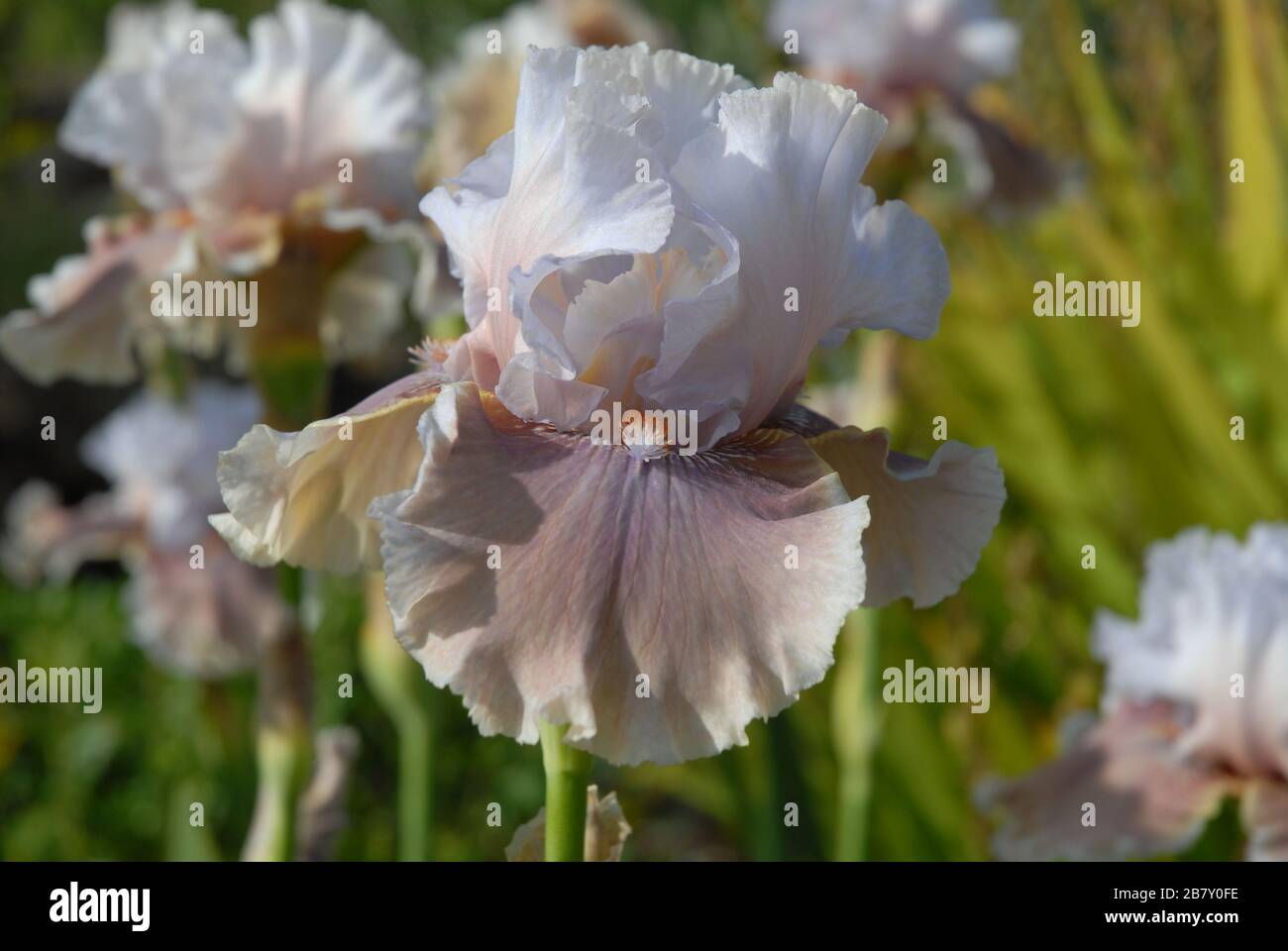 Iris lily hires stock photography and images Alamy