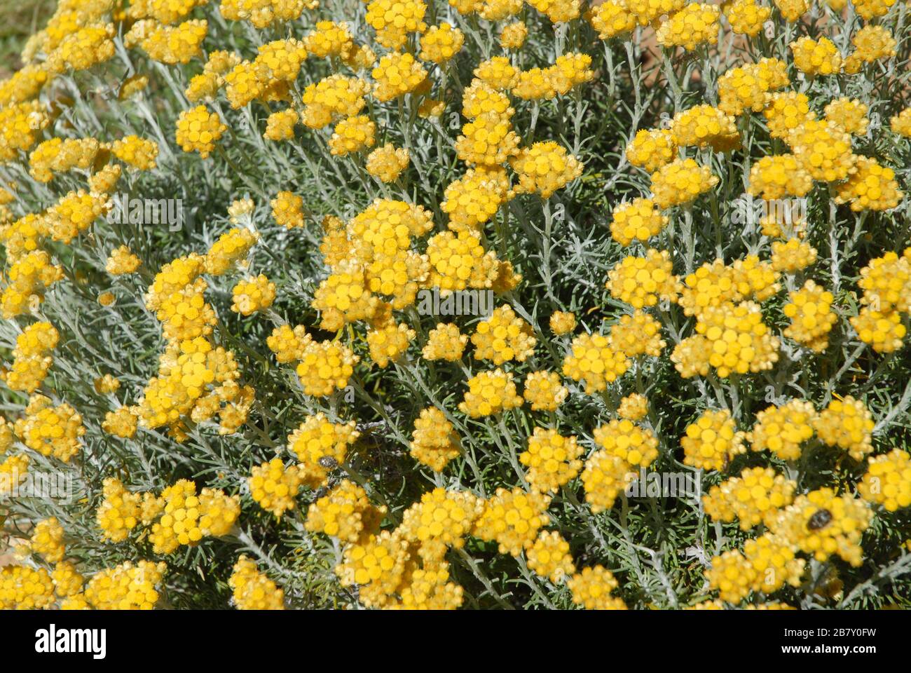Helichrysum stoechas  in flower, or Everlasting Curry Plant, Eternal Flower, Goldilocks, Golden Tufts, member of the daisy family Asteraceae Stock Photo
