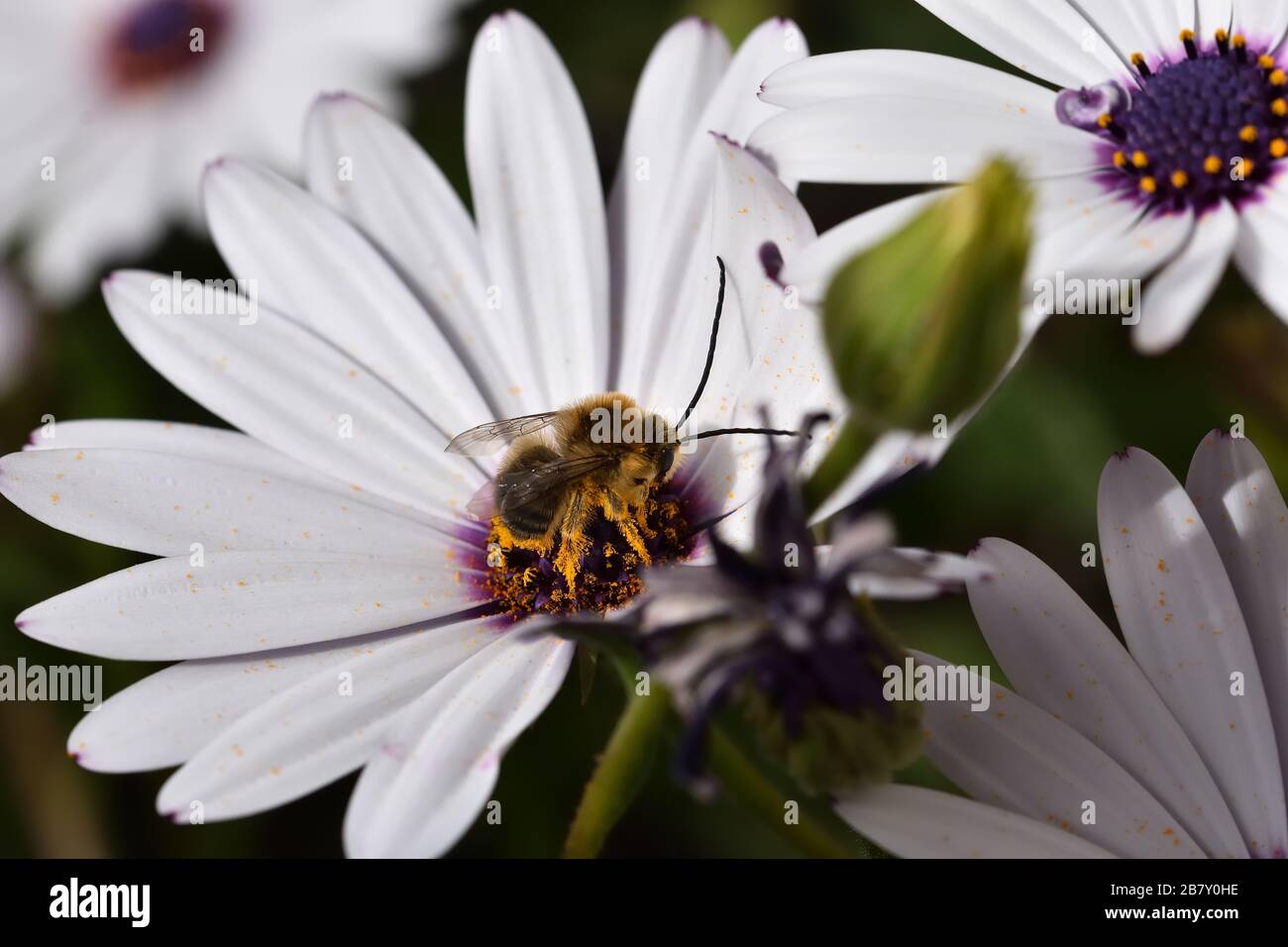 Male long-horned bee (Eucera longicornis) covered in the pollen of a cape daisy Stock Photo