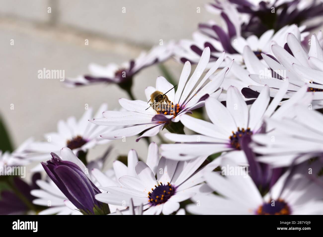 Male long-horned bee (Eucera longicornis) covered in the pollen of a cape daisy Stock Photo