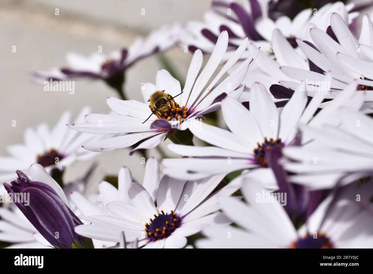 Male long-horned bee (Eucera longicornis) covered in the pollen of a cape daisy Stock Photo