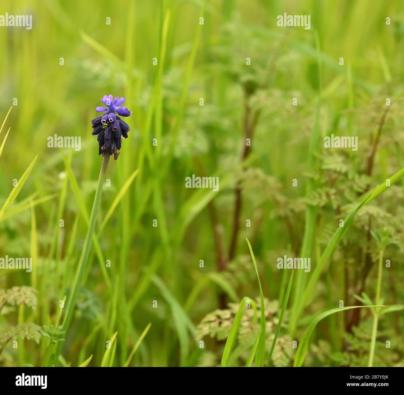 Blue Nazarene (Muscari neglectum) among meadow grass with nice bokeh background Stock Photo