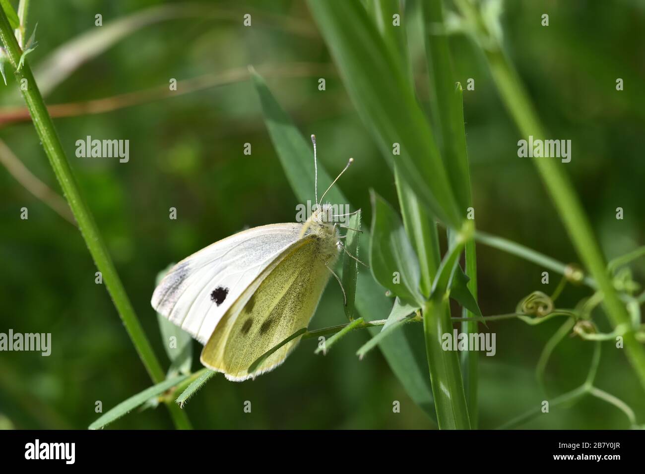 Cabbage white butterfly (Pieris brassicae) perched on a plant in the sun Stock Photo