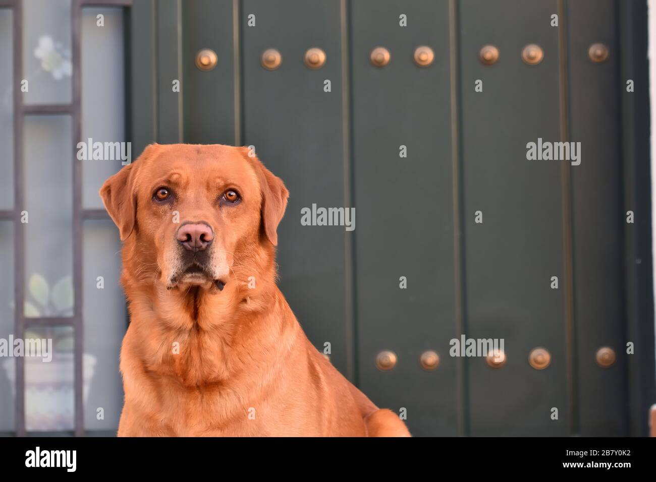 Golden Labrador Retriever Guarding the Green Door of a Home Stock Photo