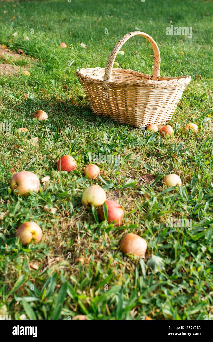 Basket on the ground for collecting windfall apples Stock Photo