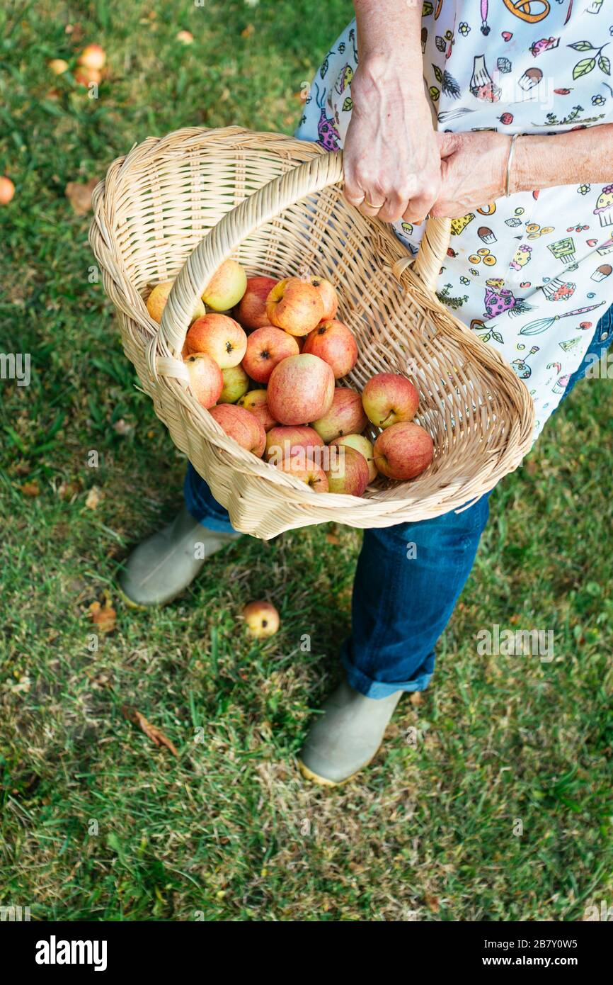 Woman holding a basket with windfall apples that she just collected. Stock Photo