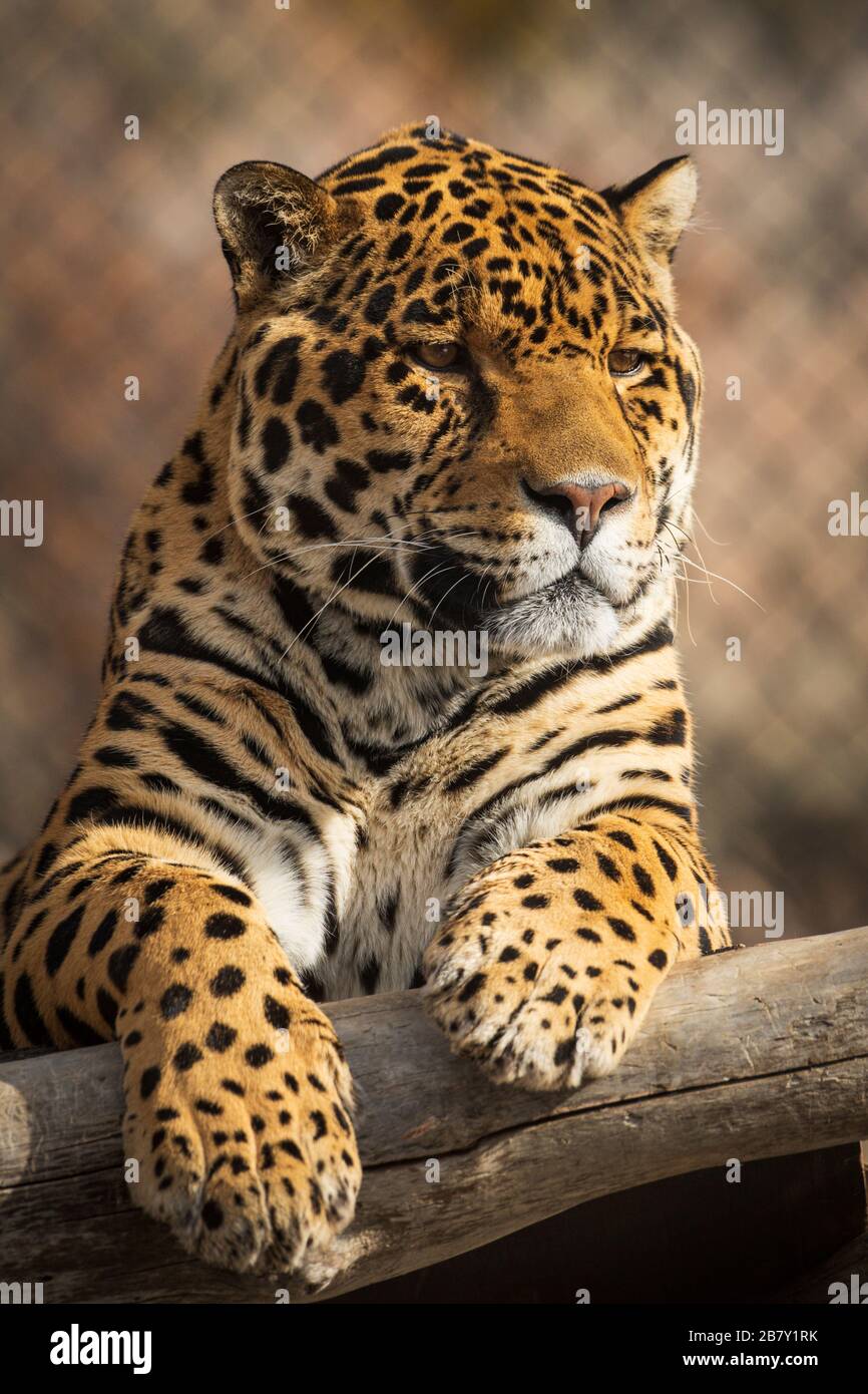 Jaguar Animal Face High Resolution Stock Photography And Images