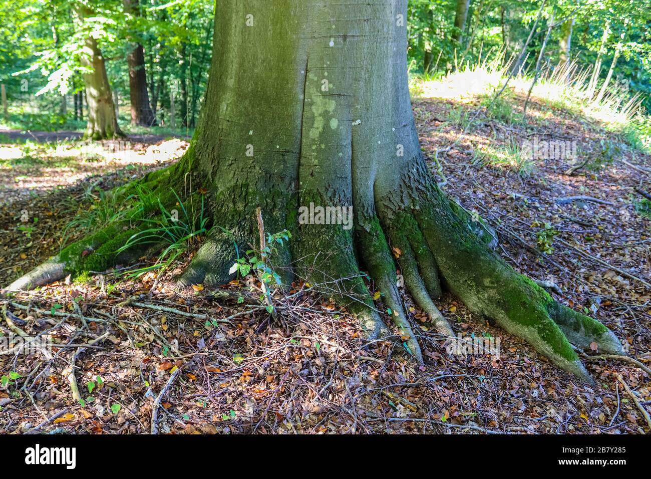 An old tree trunk in a forest landscape environment Stock Photo - Alamy