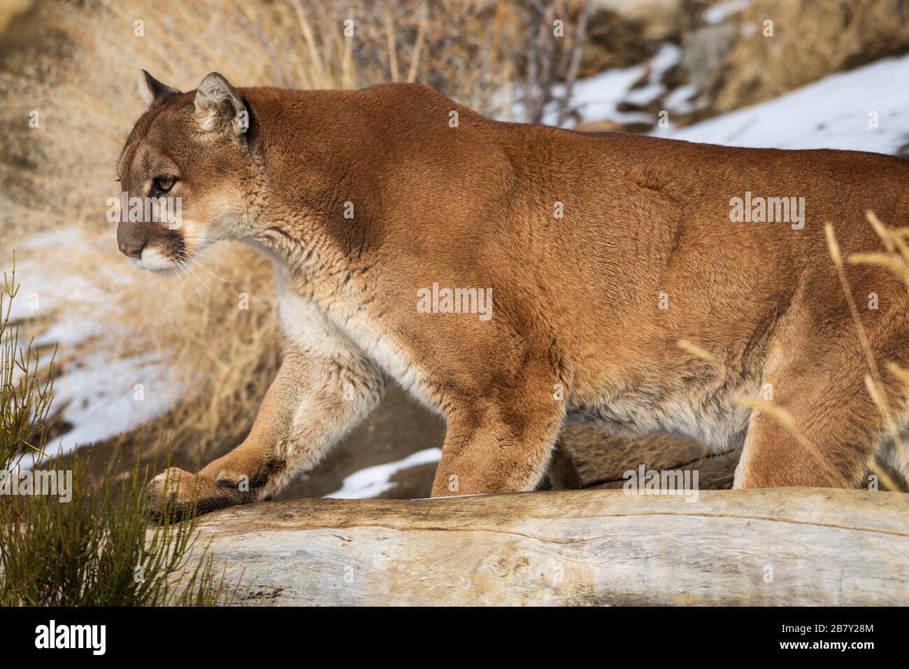 Daniel the mountain lion, also known as a cougar or Puma, was a rescued cub that can't return to the wild at Animal Ark in Reno, Nevada, North America Stock Photo