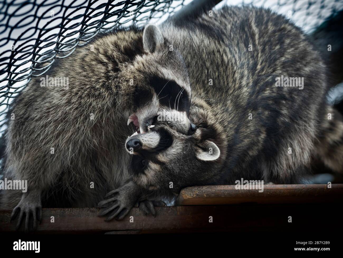 Rescued raccoon High Resolution Stock Photography and Images Alamy