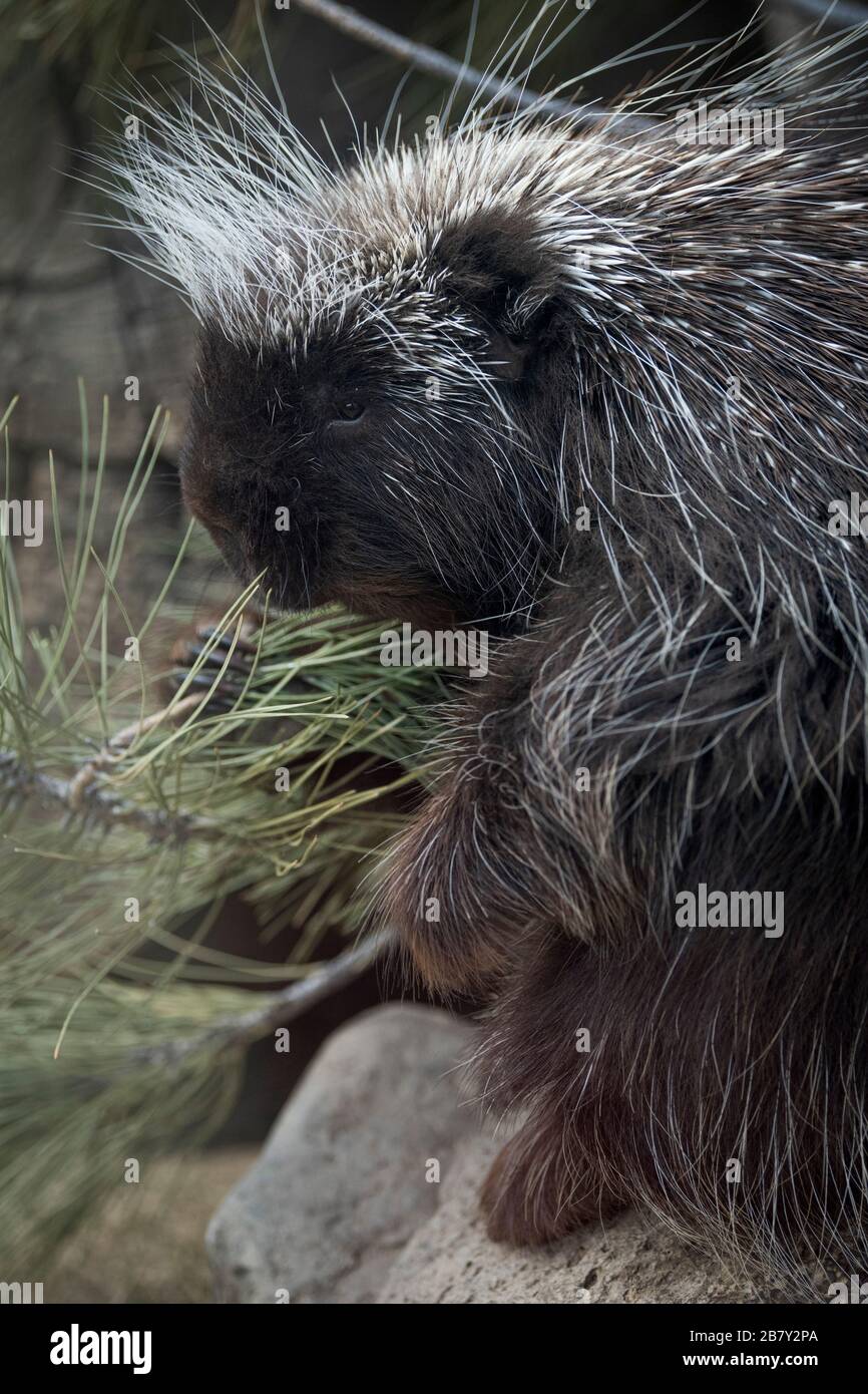 Porcupine Eating High Resolution Stock Photography and Images Biology Diagrams