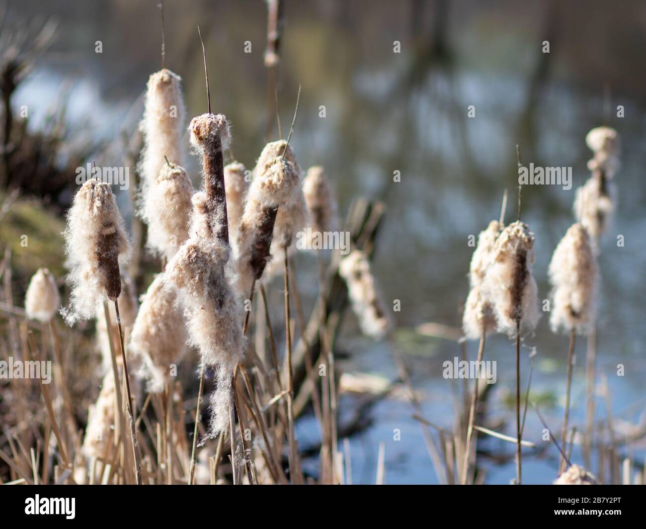 Cotton grass near water and a meadow Stock Photo