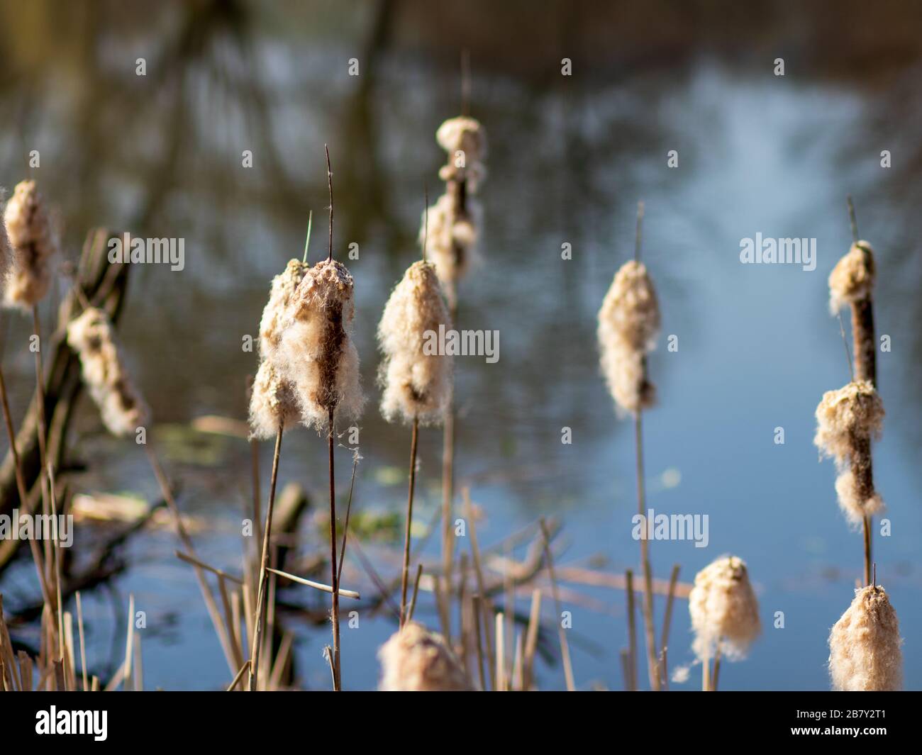 Cotton grass near water and a meadow Stock Photo