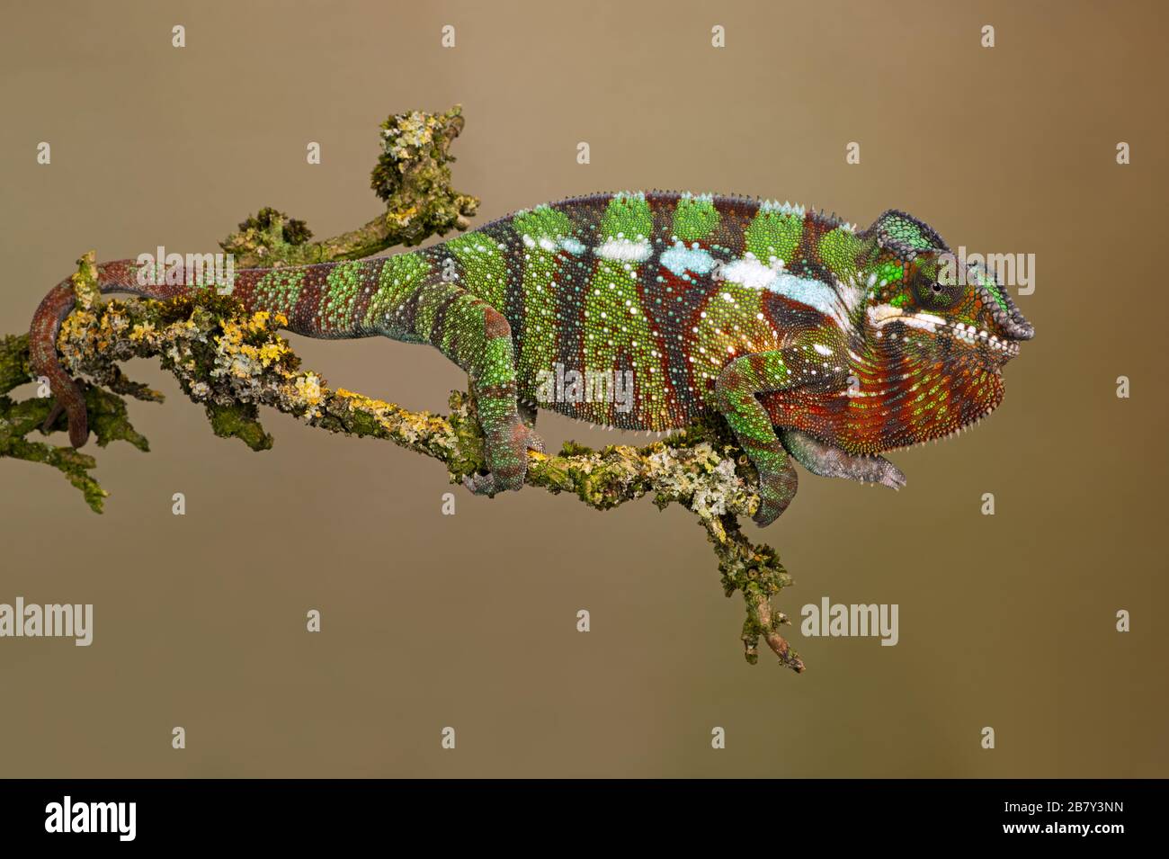 Ambilobe Panther Chameleon (Furcifer pardalis) Stock Photo