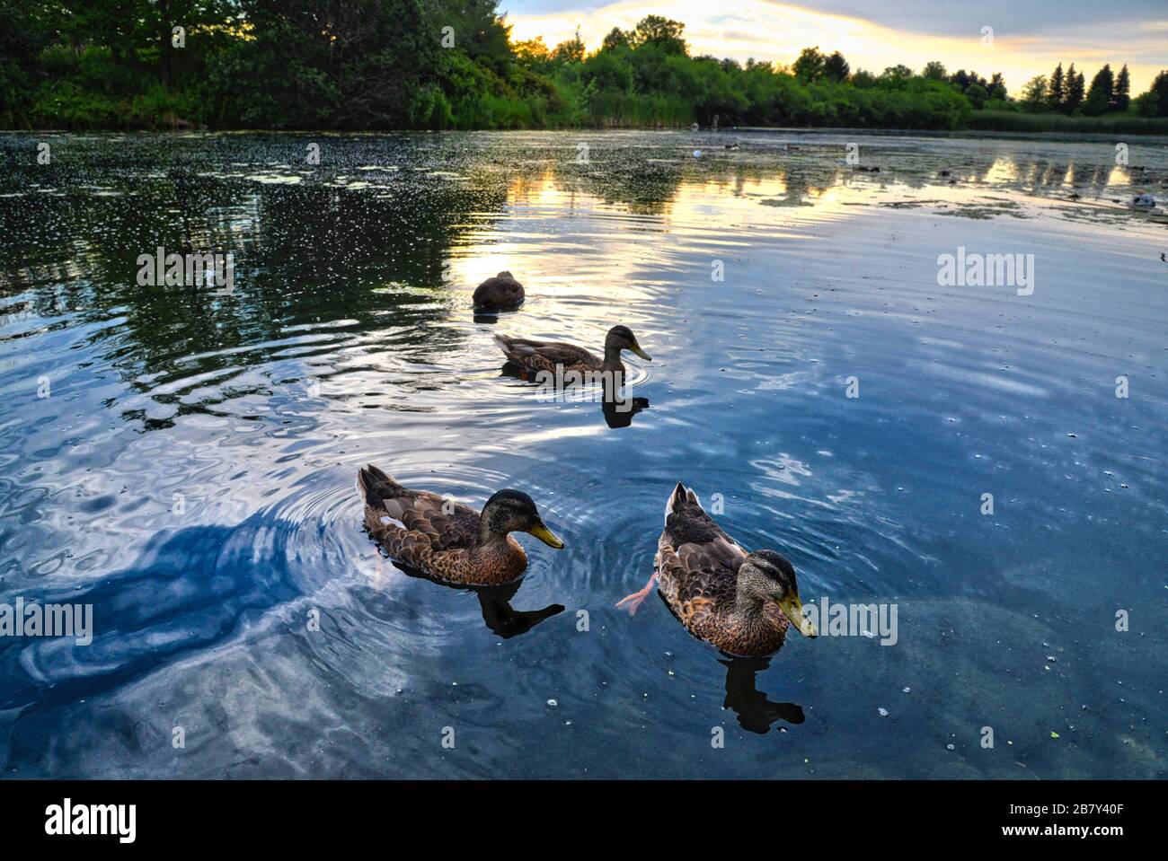 wildlife ducks swimming in the pond at sunrise Stock Photo