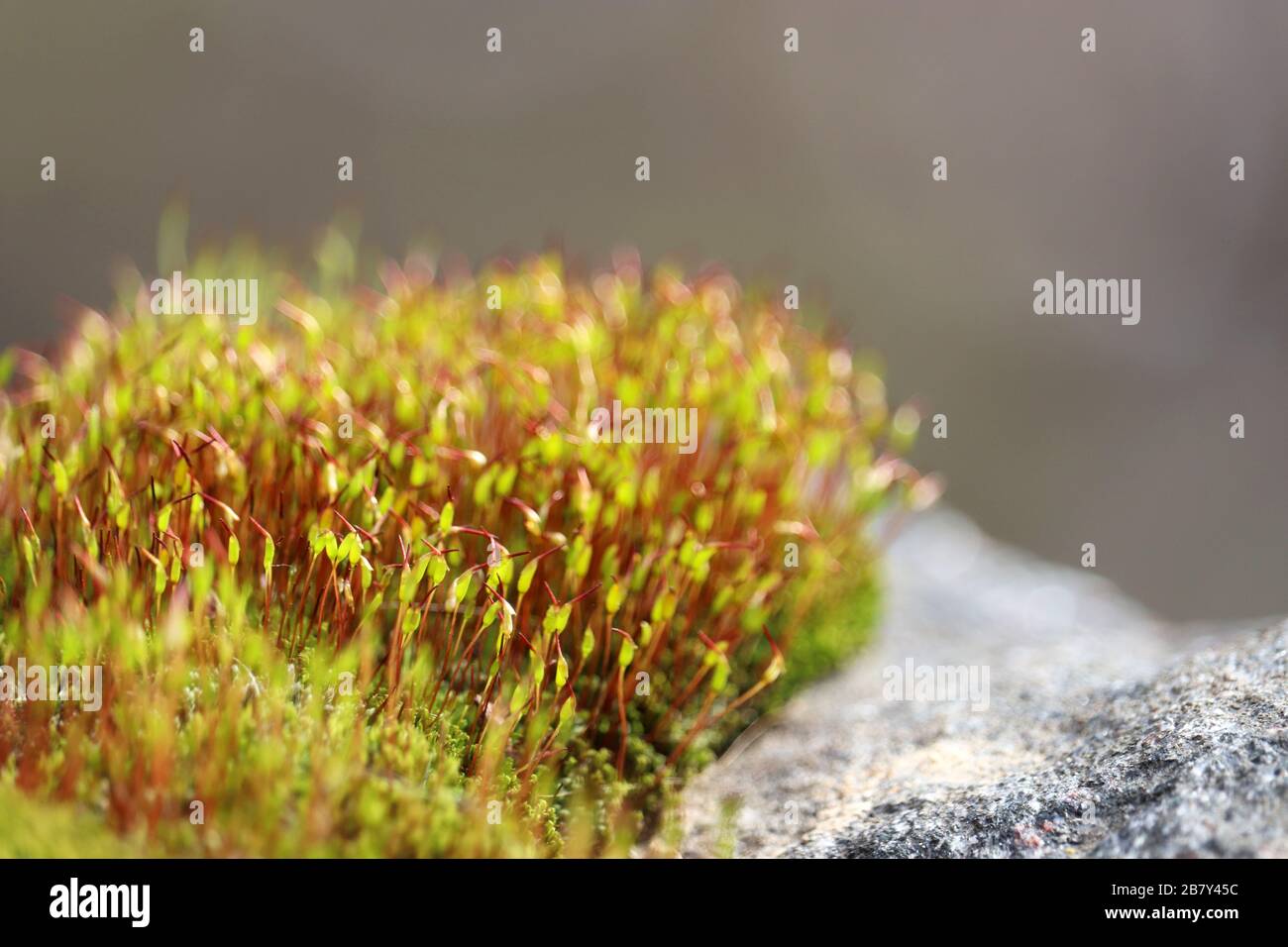 Red moss with green spore capsules on a rock close up, magic forest. Colorful macro shot of fairy nature, dreamy background Stock Photo
