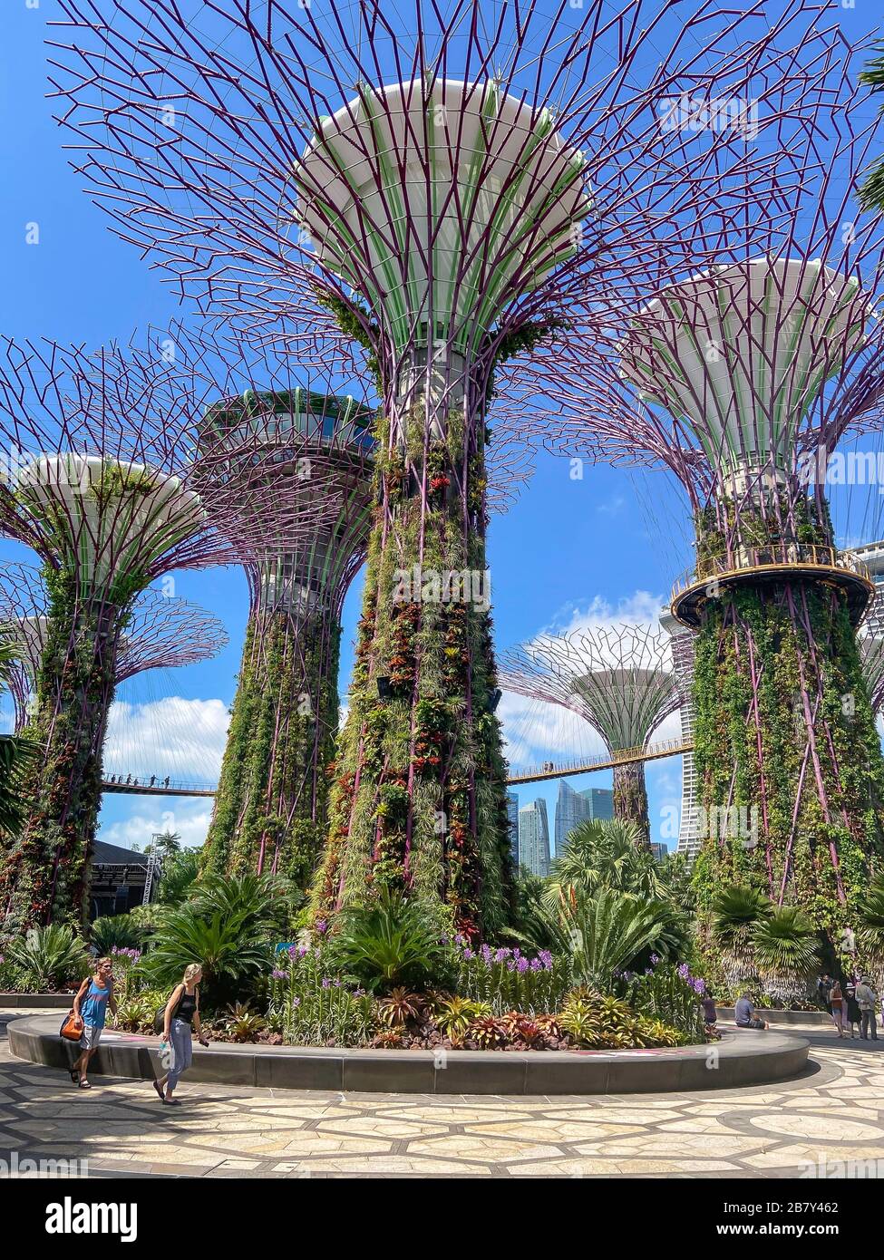 Supertree Grove and Skyway, Gardens by the Bay, Marina Bay, Singapore Island (Pulau Ujong), Singapore Stock Photo