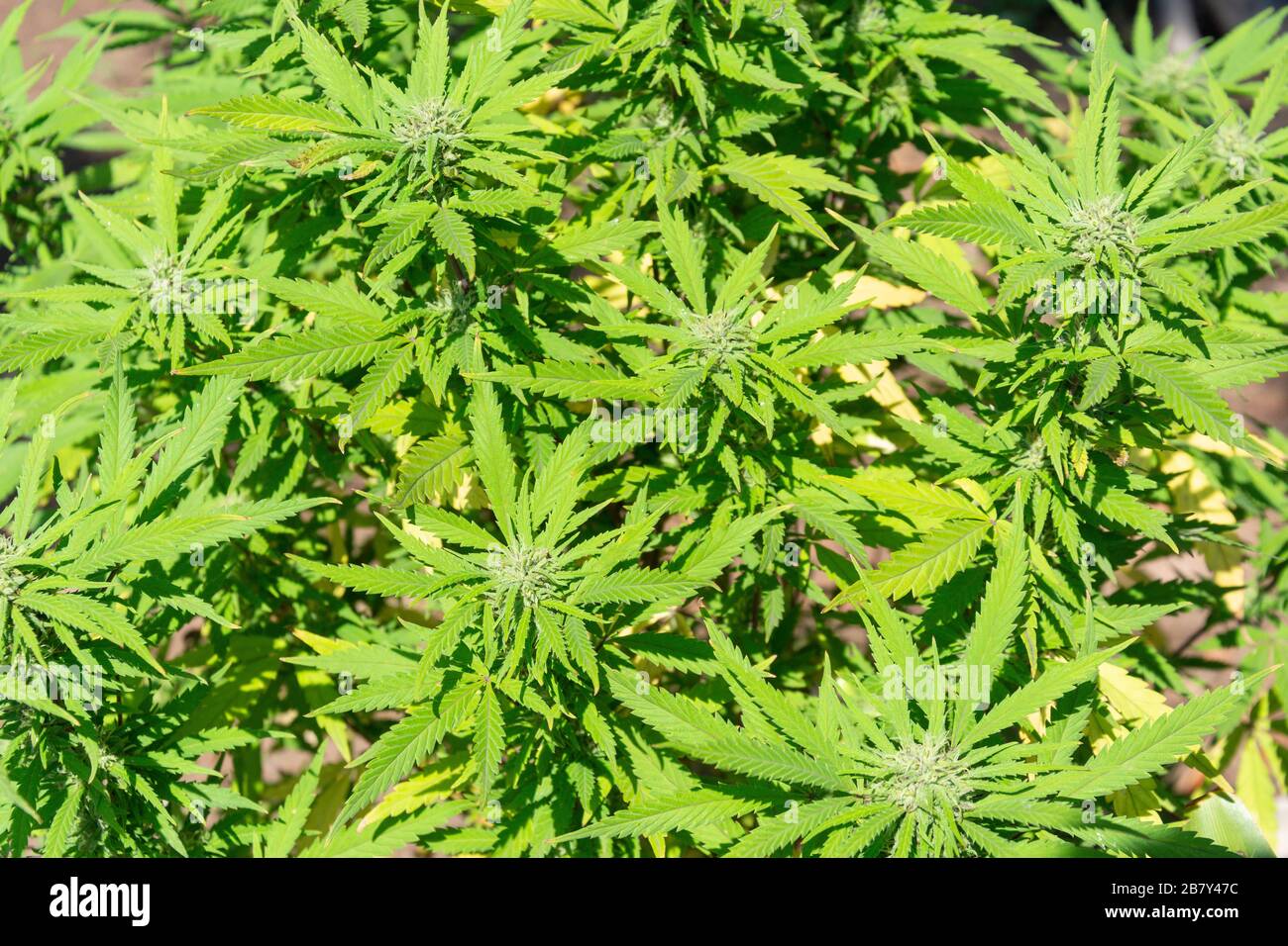 Cannabis (Marijuana) plant growing in Durban, KwaZulu-Natal, South Africa Stock Photo
