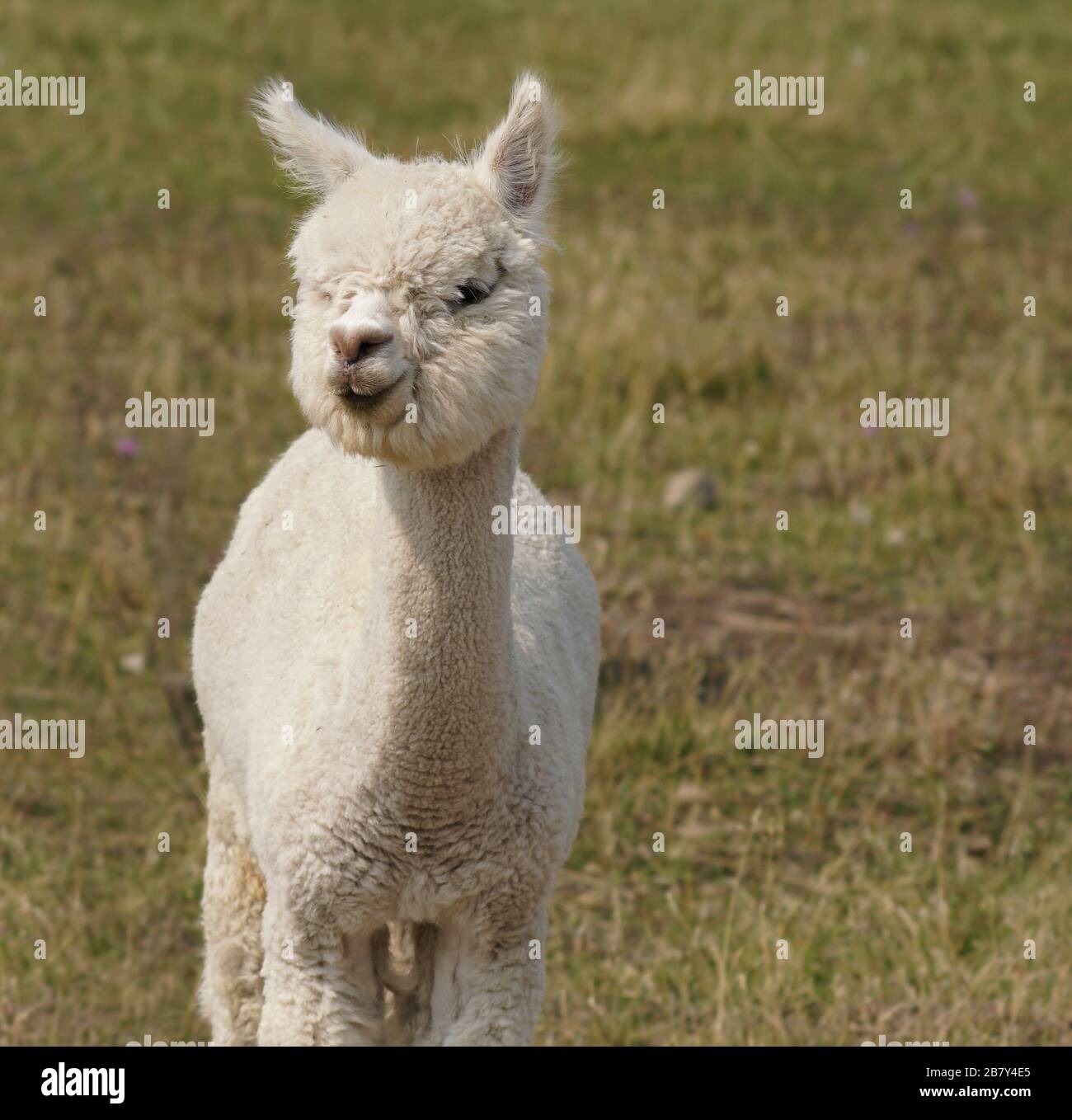 A young alpaca has a beautiful headful of white fluffy wool that covers its eyes. Stock Photo