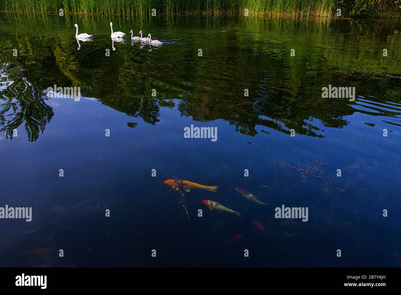 wildlife swan swimming in the pond with koi fishes Stock Photo