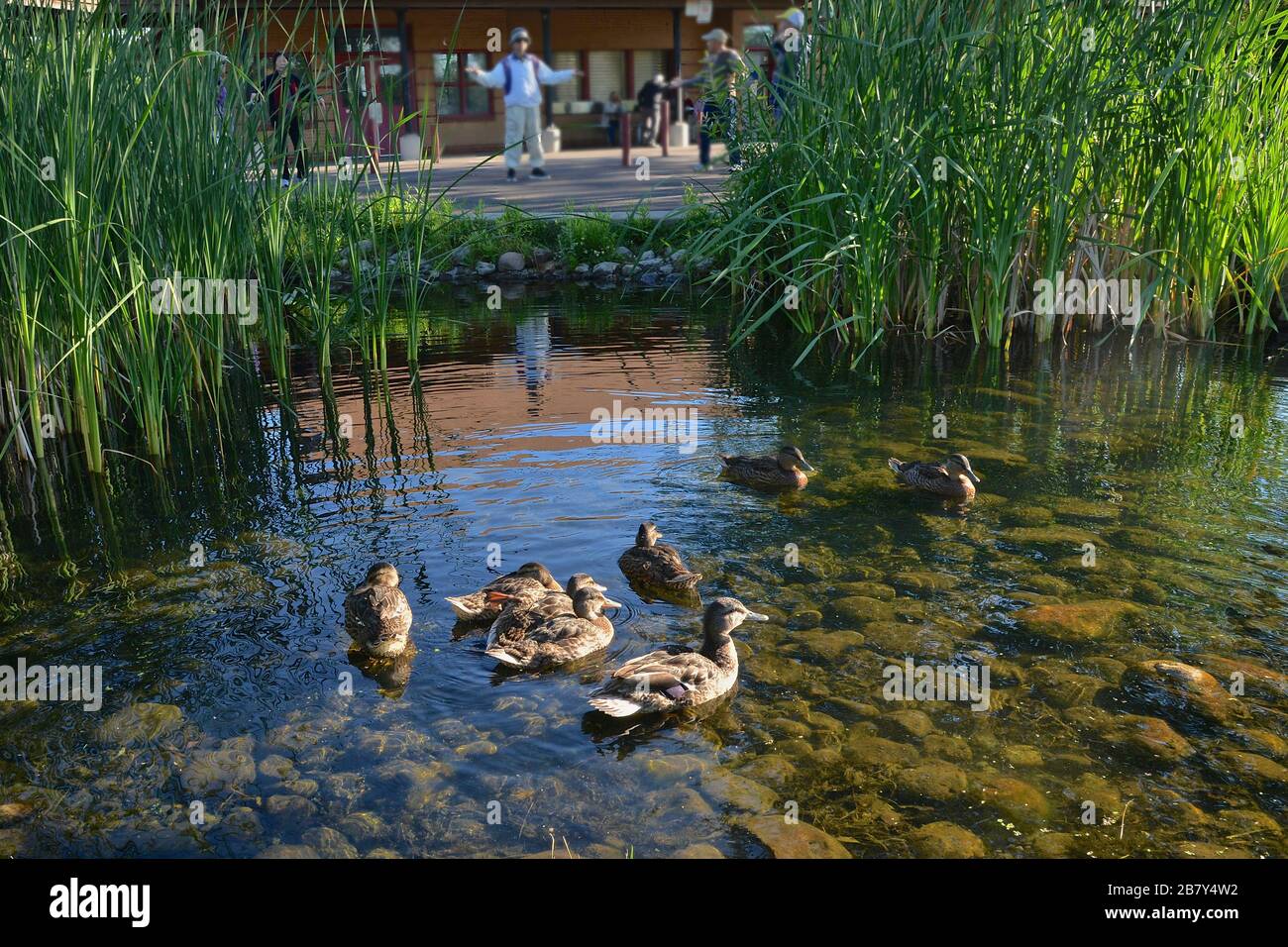 wildlife ducks and human in the same environment Stock Photo