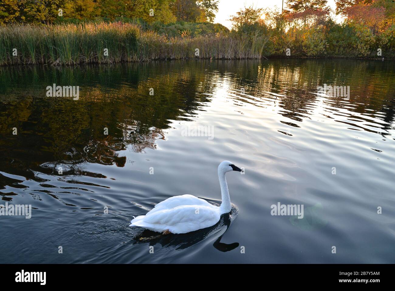 wildlife swan swimming in the pond in autumn Stock Photo