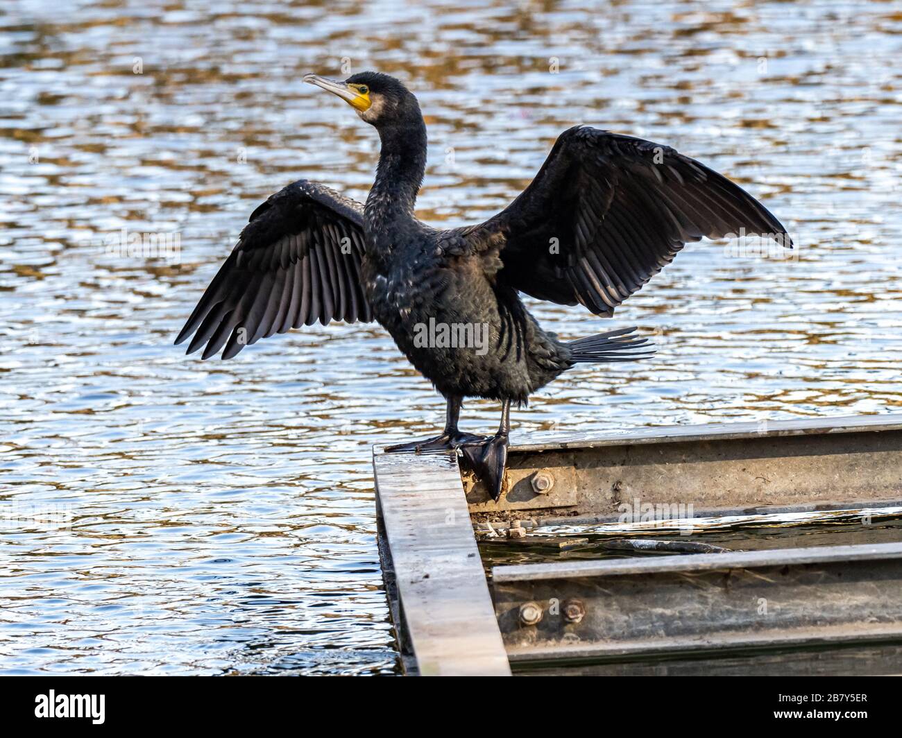 A Japanese Cormorant Phalacrocorax Capillatus Drying Its Wings In The