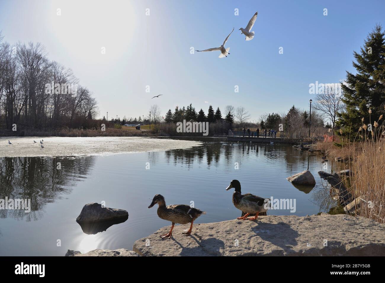 wildlife ducks sunbathing in the pond in winter Stock Photo Alamy