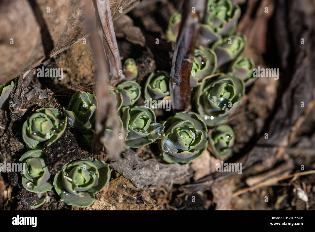 New spring foliage of Sedum spectabile Stock Photo