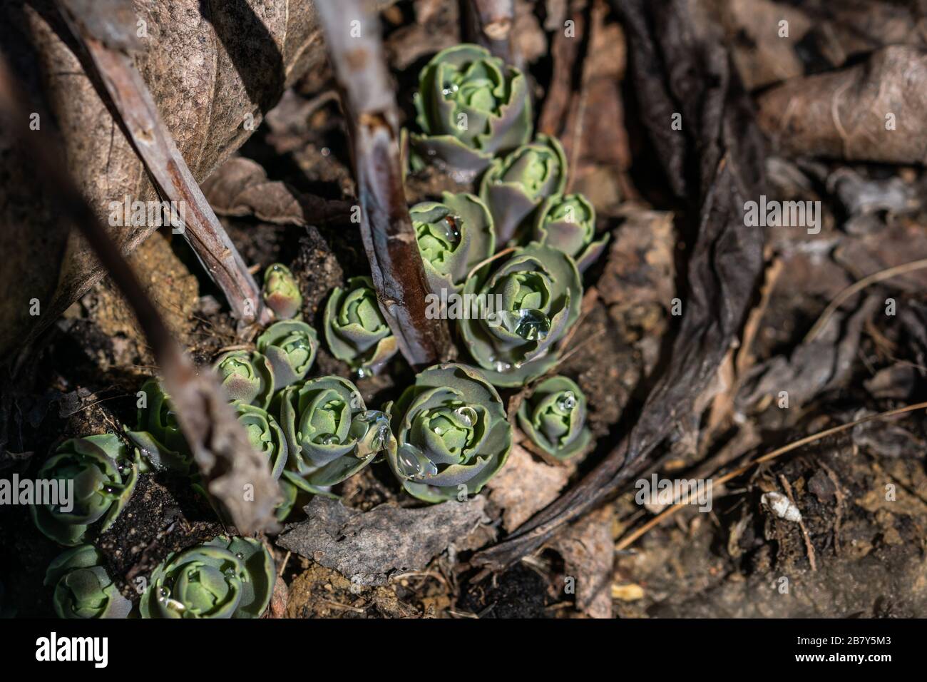 New spring foliage of Sedum spectabile Stock Photo