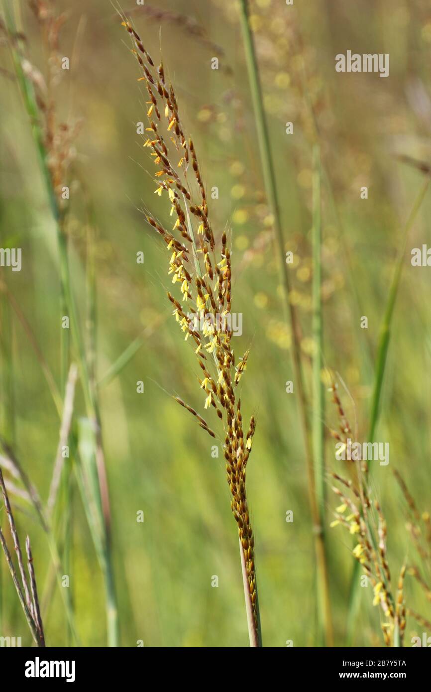 Big bluestem prairie grass ohio hires stock photography and images Alamy