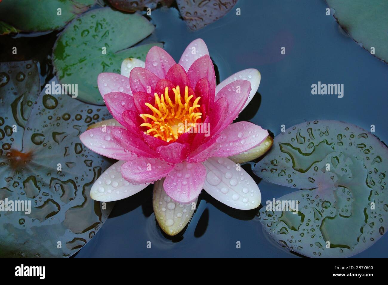 Pink/white waterlily in a garden pond, covered with water drops and surrounded by green water leaves.The Latin name for waterlily is nymphaea. Stock Photo