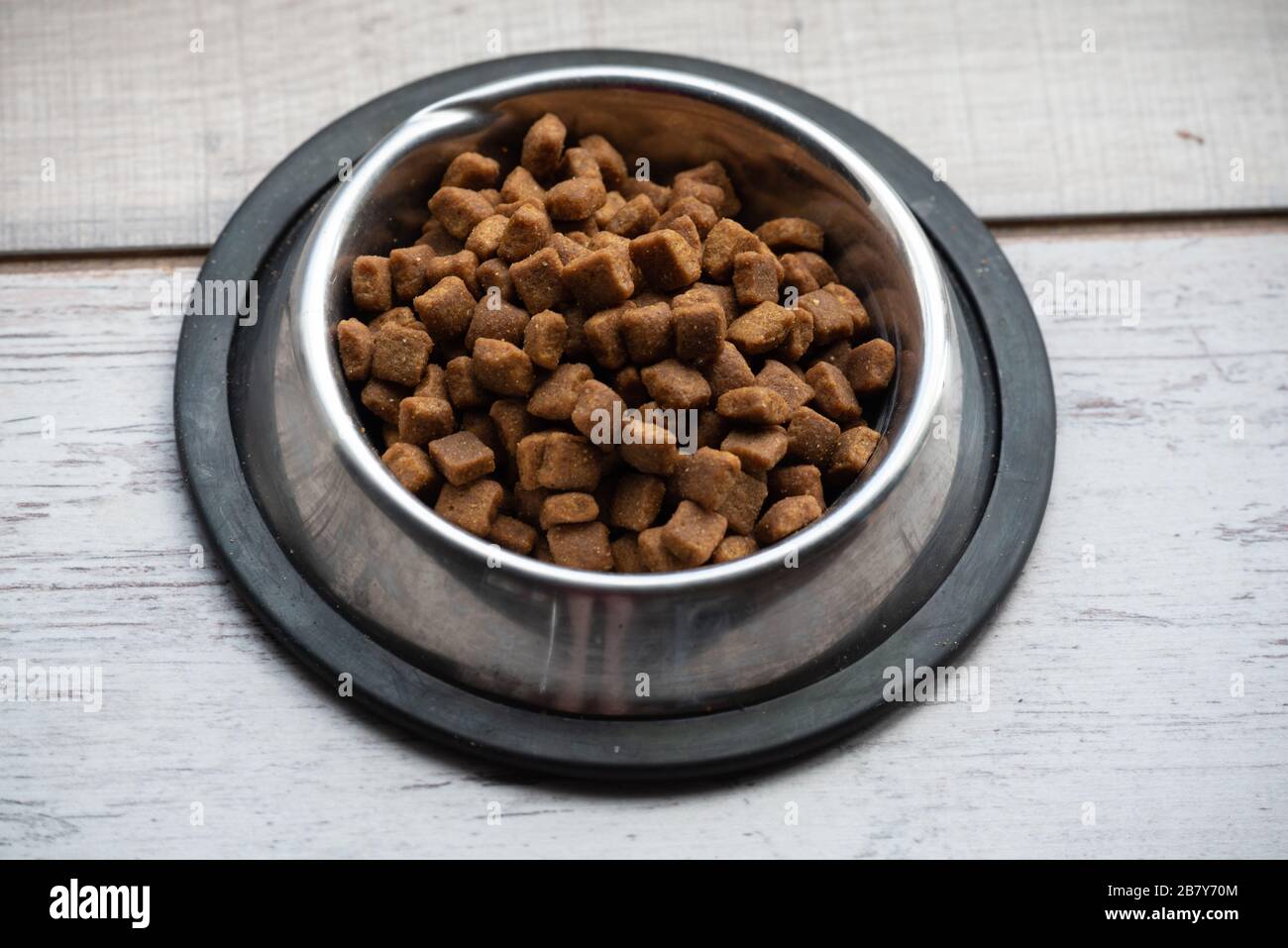 dog food plate