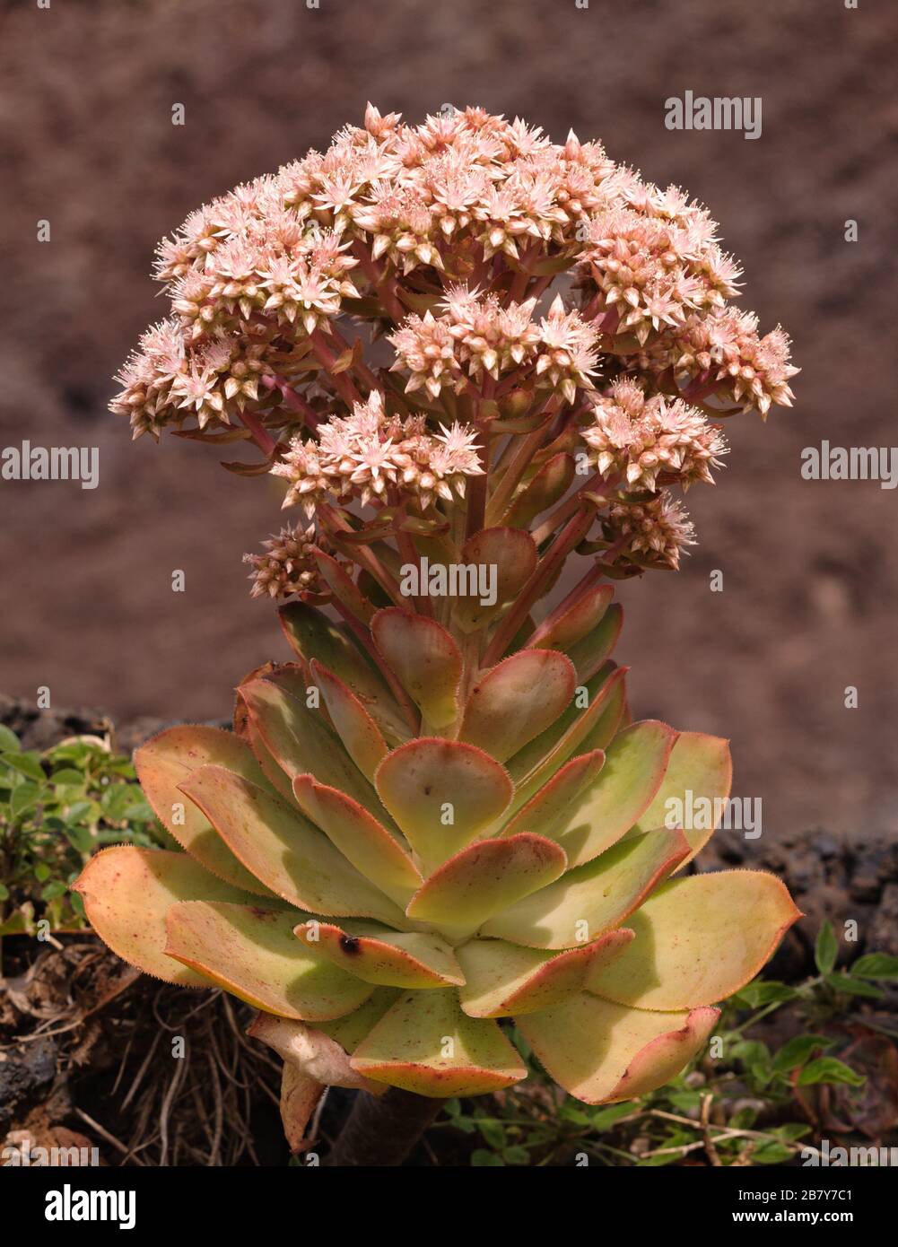 Aeonium hierrense, endemic Crassulaceae on El Hierro and La Palma Stock Photo