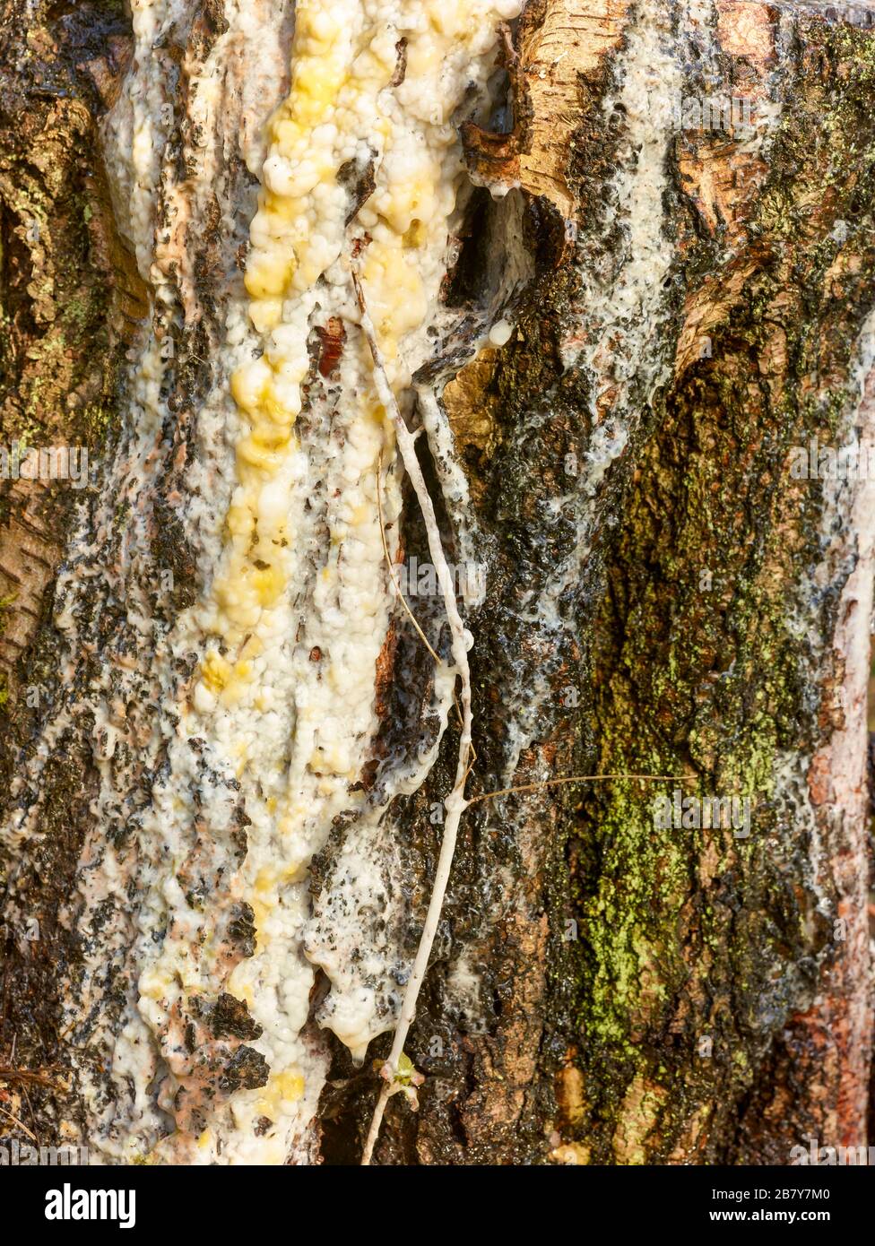 Cut tree trunk oozing white sap Stock Photo - Alamy