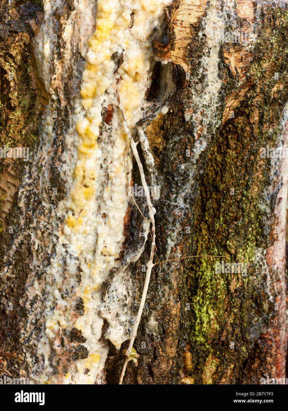Cut tree trunk oozing white sap Stock Photo Alamy