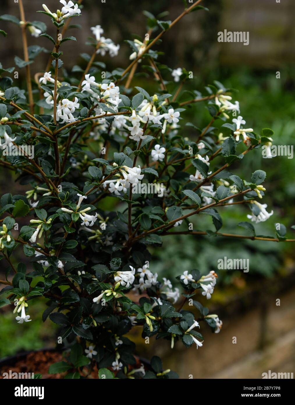 An Osmanthus Delavayi flowering shrub. Stock Photo