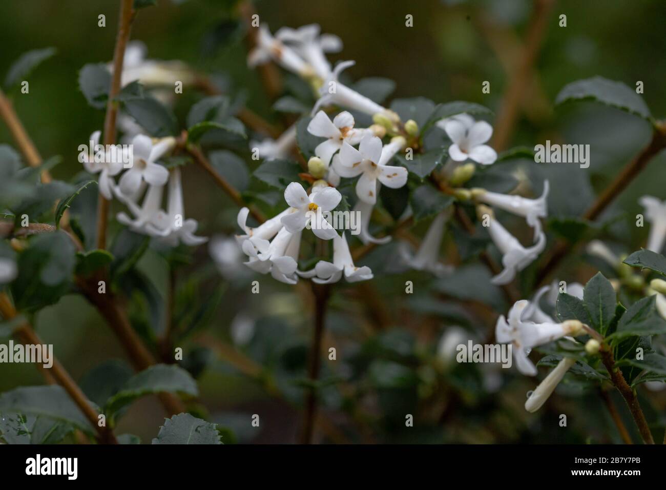 An Osmanthus Delavayi flowering shrub. Stock Photo