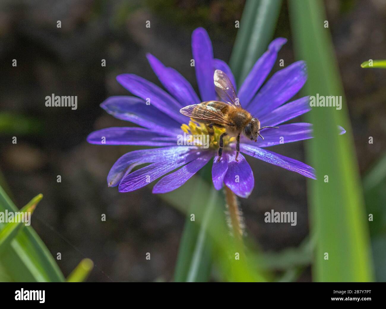 A honey bee collecting pollen and nectar from an anemone blanda flower. Stock Photo