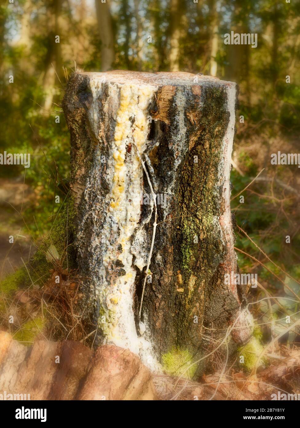 Cut tree trunk oozing white sap Stock Photo - Alamy
