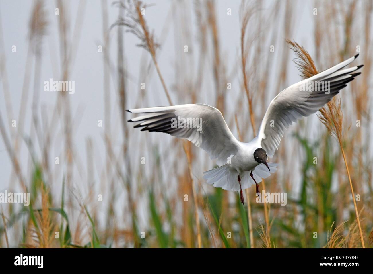 Black headed gull flying Stock Photo