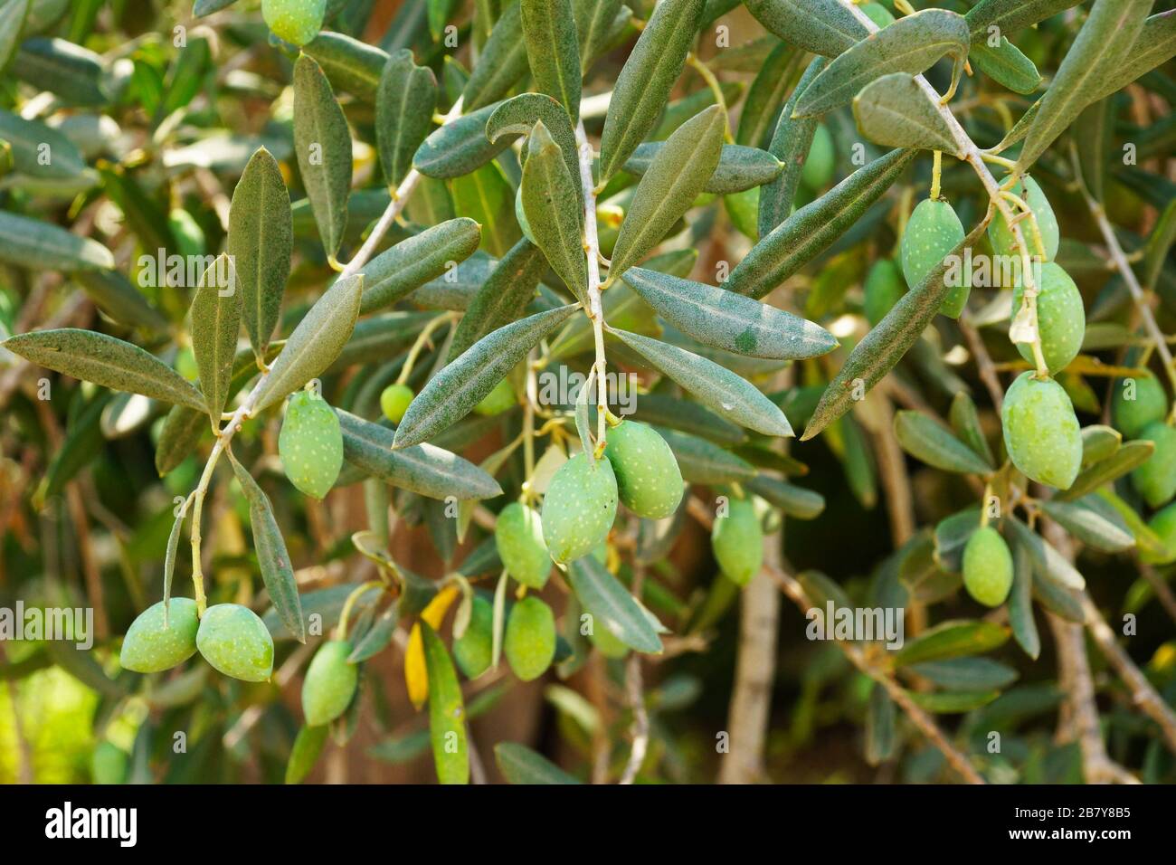 Gambel oak hi-res stock photography and images - Alamy