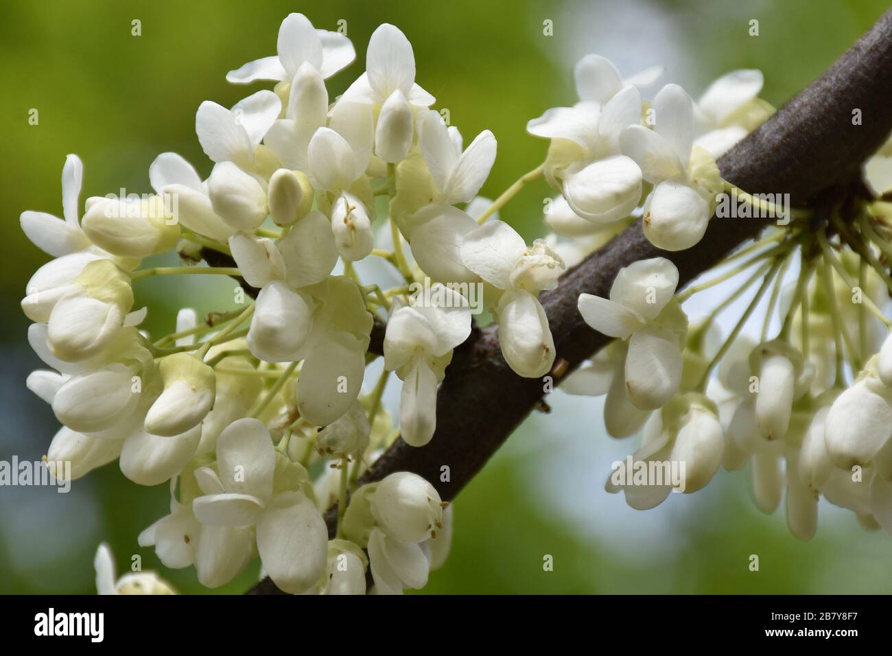 Tiny white flowers and thick brown branches of acacia Stock Photo