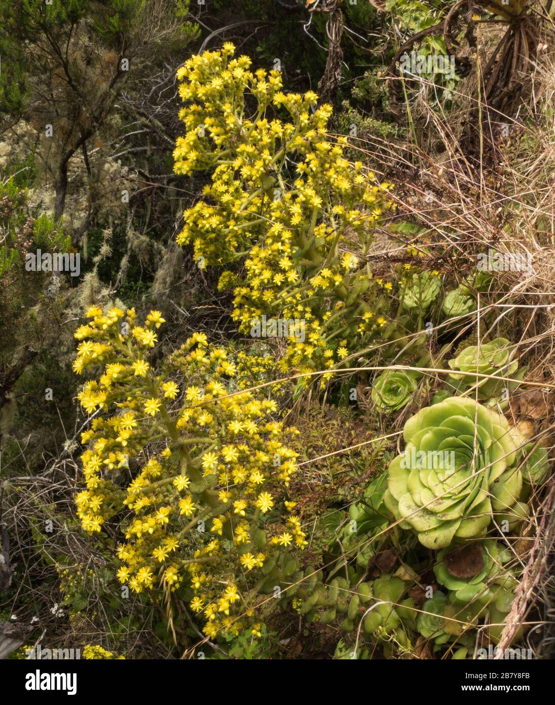 Aeonium canariense subsp. latifolium, a Gomera endemic Crassulaceae Subspecies. Stock Photo