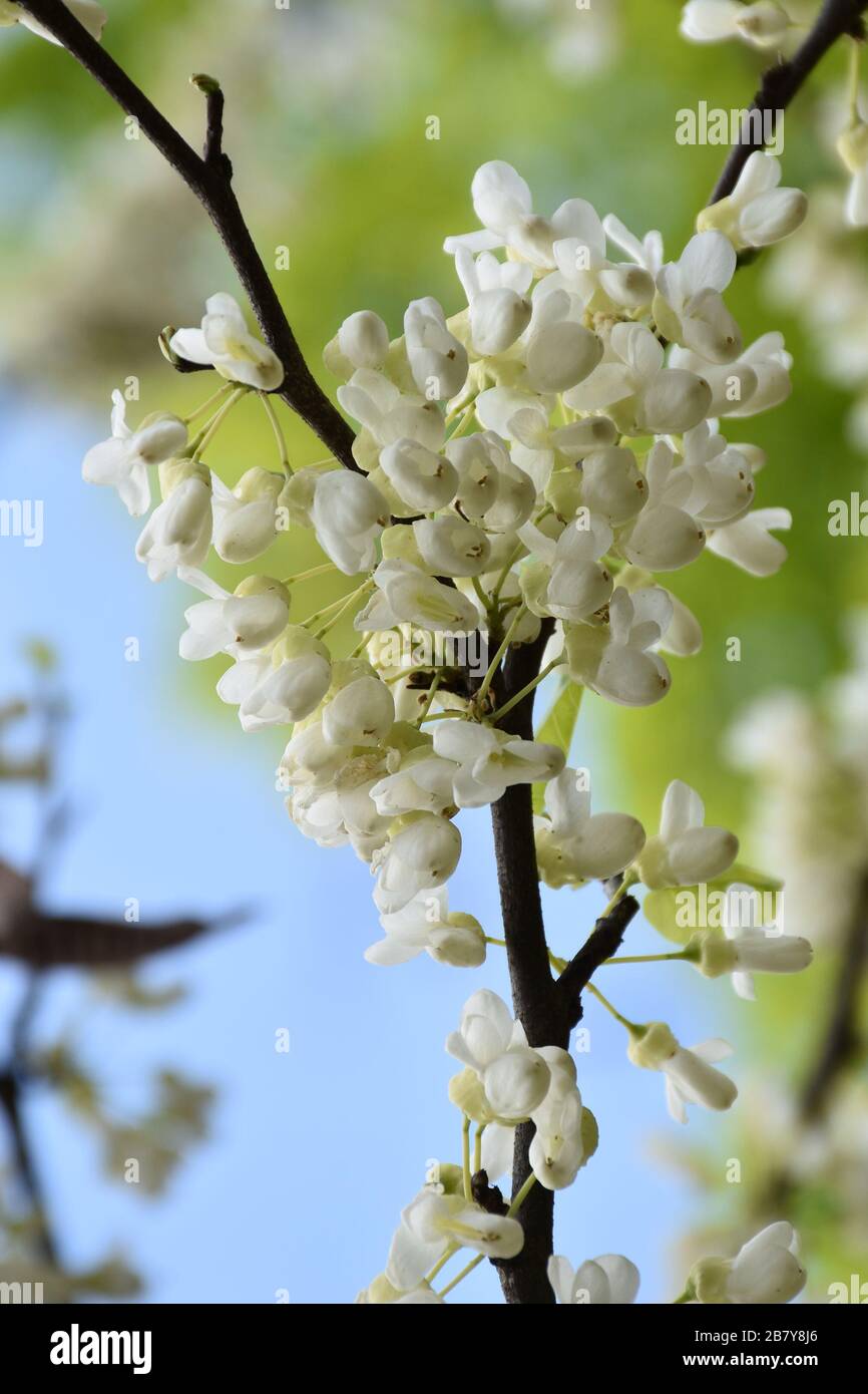 White tiny acacia blossoms bloom on a vertical thin branch Stock Photo