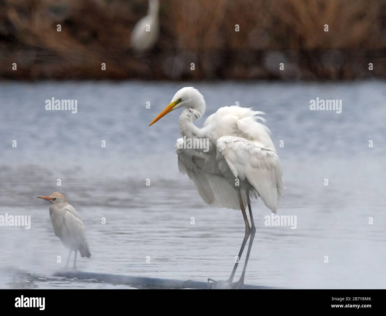 Great egret shaking Stock Photo
