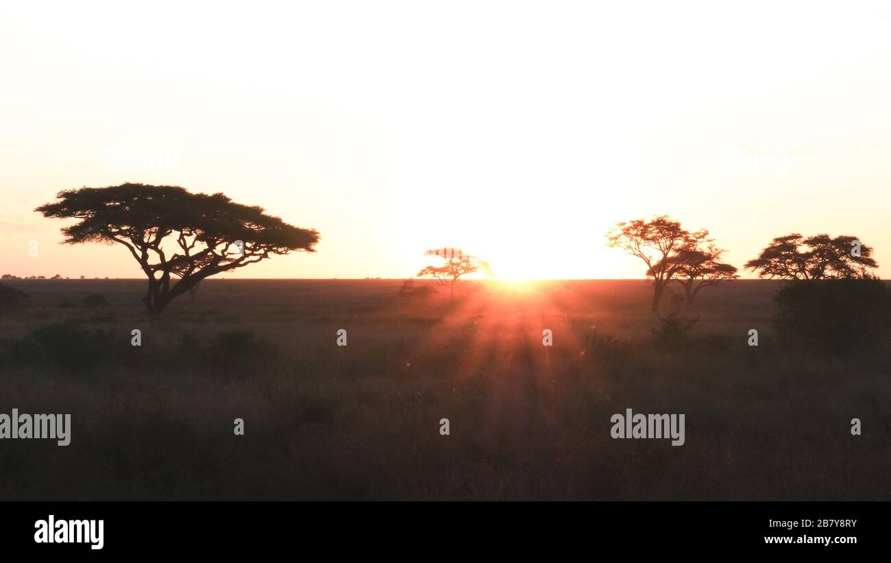 sunset and acacia trees at serengeti national park in tanzania Stock Photo