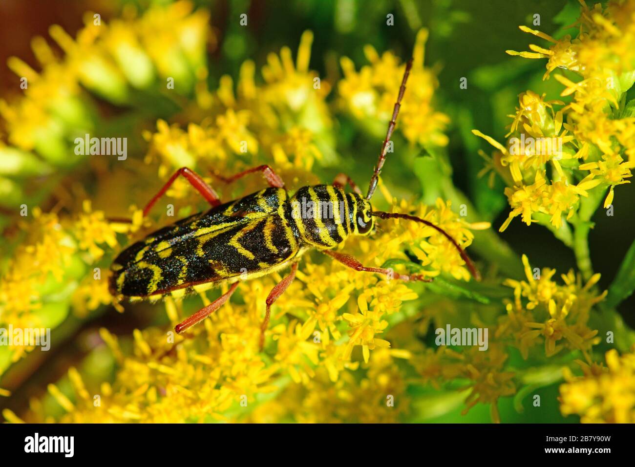 Horned beetle feeding Ontario, Canada Stock Photo