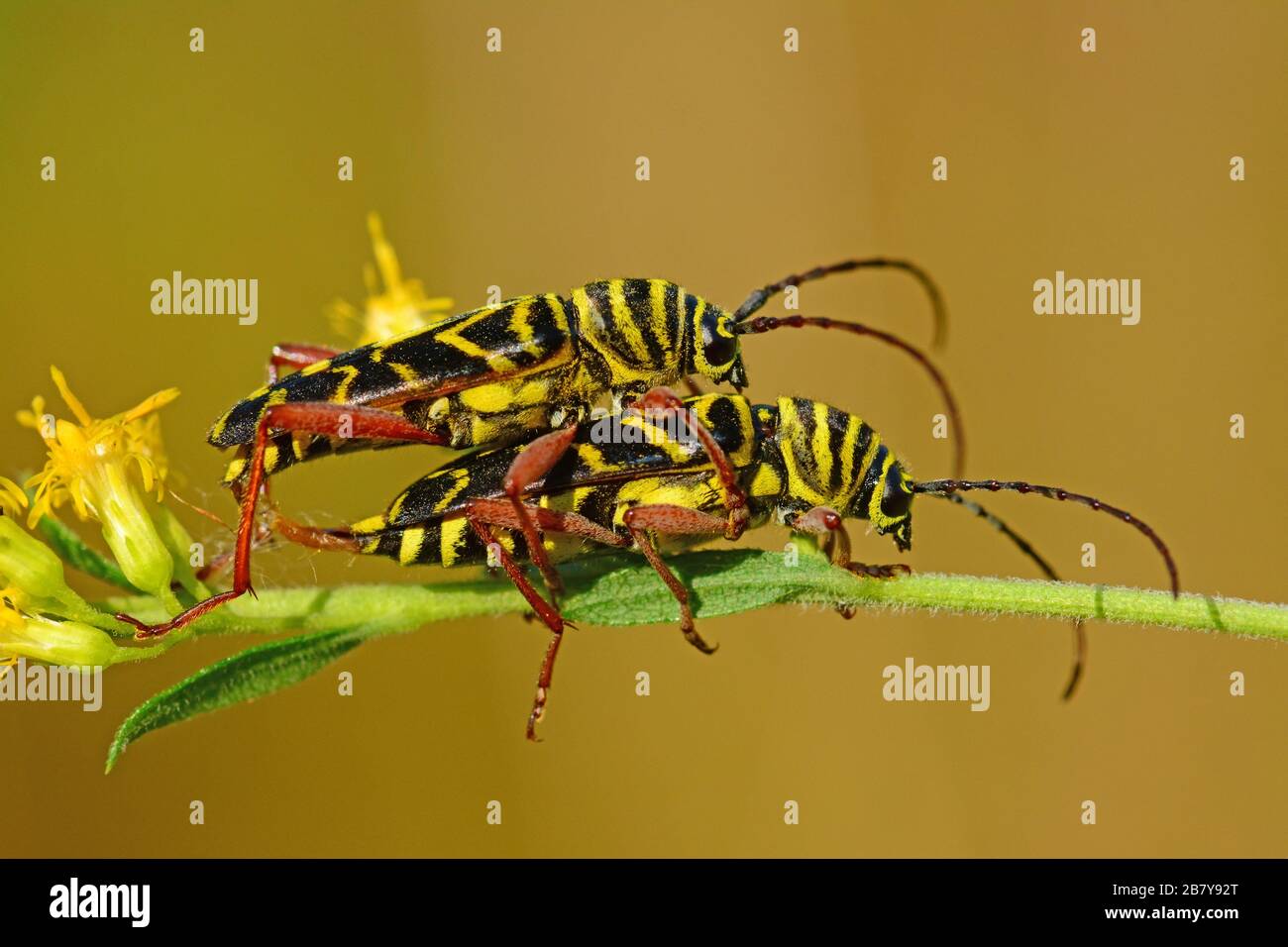 Horned beetles mating, Ontario, Canada Stock Photo
